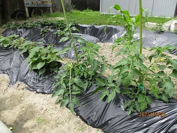 写真:畑の様子です