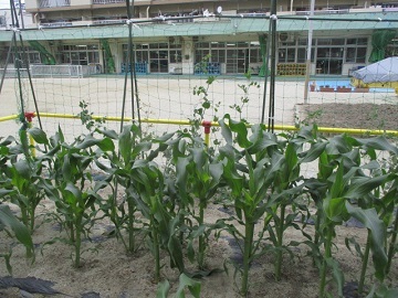 写真:園庭の畑です