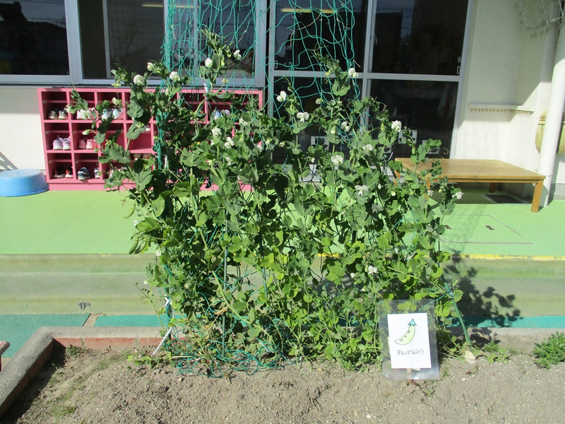 本星崎保育園の畑の様子です