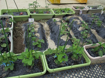 写真:畑で野菜の栽培の様子です