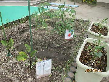 写真:旧本地第二保育園の畑です。