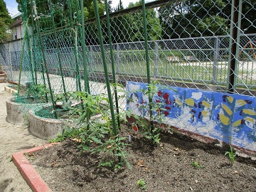 写真:園庭(畑)の様子です。