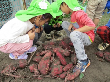 写真:園庭裏の畑の様子です。