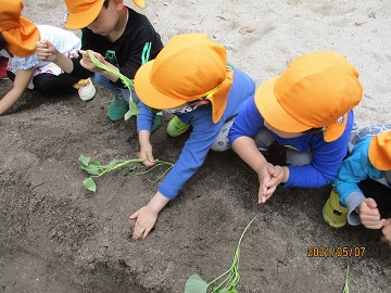 写真:さつまいも畑の様子です。