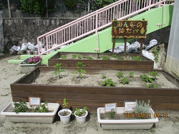 写真:園庭の畑の様子です。