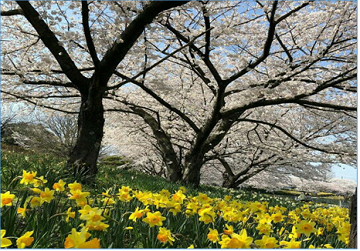 写真:細口池公園です。