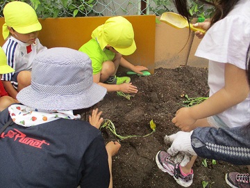 写真:食育、畑作りの様子です。
