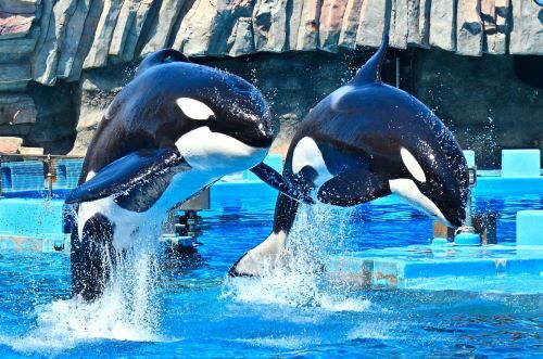 名古屋港水族館の写真