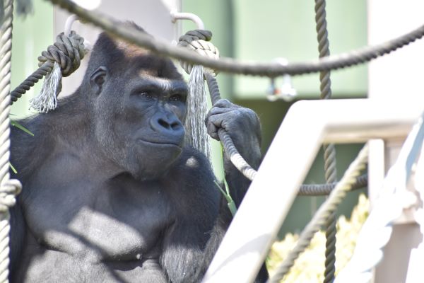 東山動植物園の写真
