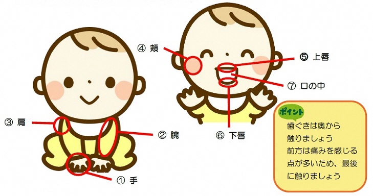 イラスト:歯ぐきは奥から触りましょう。前方は痛みを感じる点が多いため最後に触りましょう。