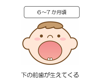 写真:乳歯の生える時期
