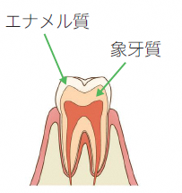 象牙質・エナメル質イラスト