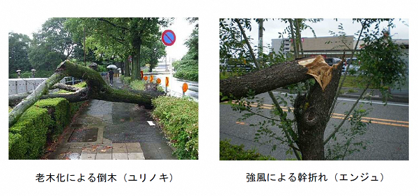 写真:老木化による倒木(ユリノキ)と強風による幹折れ(エンジュ)