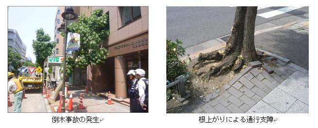 写真:倒木事故及び根上がり