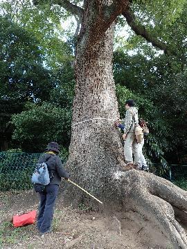 写真：巨樹調査