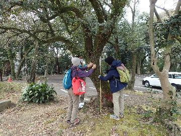 写真：樹林調査