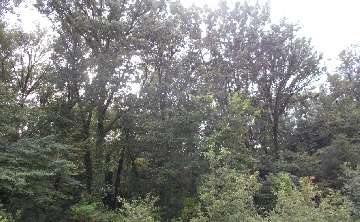 写真：間伐により陽が差し込むようになった様子