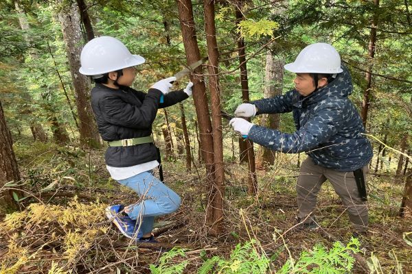 写真:木の剪定を行う様子