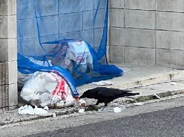 写真:カラスの被害