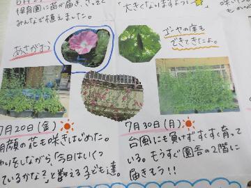 写真:北保育園の緑のカーテン記録