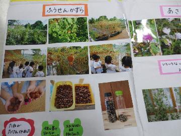 写真:富士文化幼稚園の緑のカーテン記録
