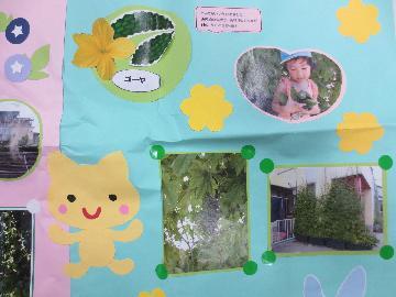 写真:はとぽっぽ保育園の緑のカーテン記録