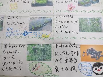 五反田幼稚園の緑のカーテン記録