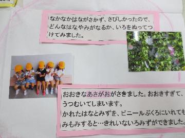 写真:宮根保育園の緑のカーテン記録