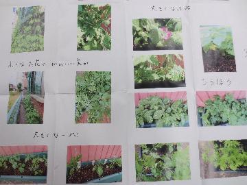 写真:緑いずみ保育園の緑のカーテン記録