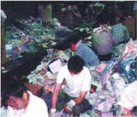 写真:選別の様子