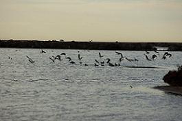 写真:ジロングの湿地(スワンベイ干潟)