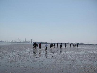 写真：藤前干潟に入って、干潟を実際に体感します。