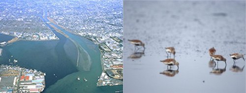 写真：空から見た藤前干潟とハマシギ