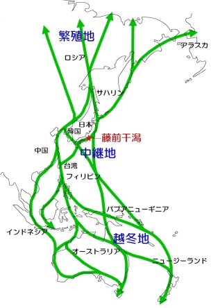 地図：シギ・チドリの渡り経路図