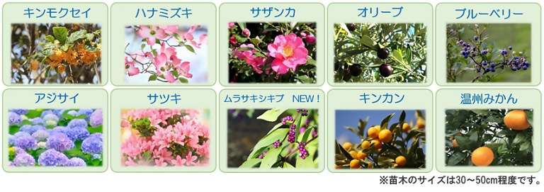 苗木の樹種の写真です。