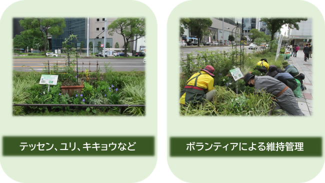 写真：テッセン、ユリ、キキョウなど、ボランティアによる維持管理