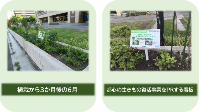 写真：植栽から3か月後の6月、都心の生きもの復活事業をPRする看板