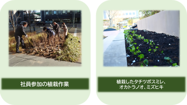 社員参加の植栽作業、植栽したタチツボスミレ、オカトラノオ、ミズヒキの写真