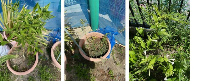 写真:植樹の様子(正和幼稚園)