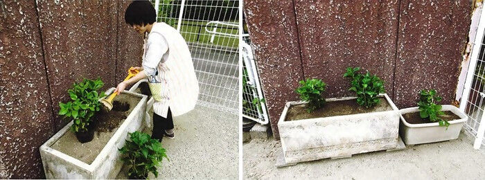 写真:植樹の様子(はざま保育園)