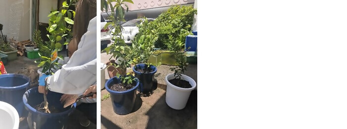 写真:植樹の様子(合資会社八和工務店)