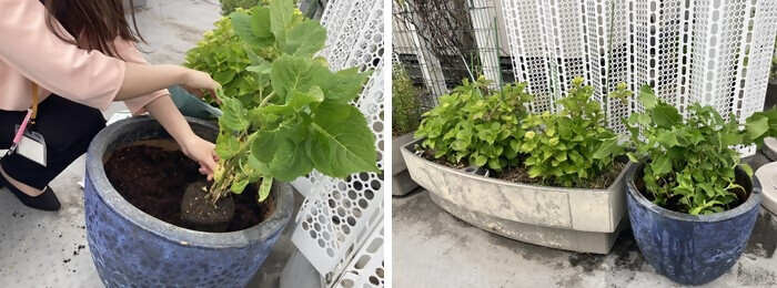 写真：植樹の様子（株式会社山田商会）