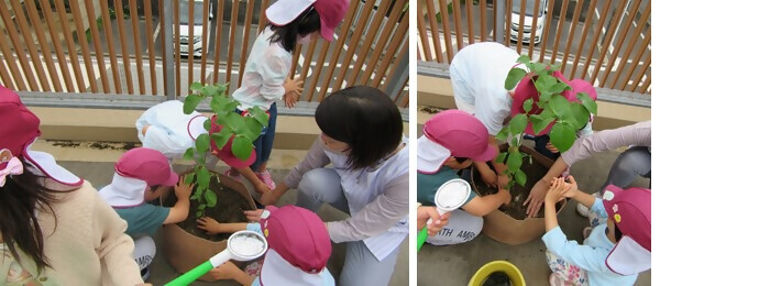 写真：植樹の様子（大杉保育園）