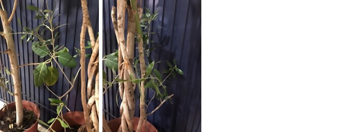 写真:植樹の様子(株式会社村田工業)