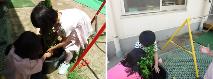 写真:植樹の様子(めだか保育園)