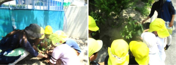 写真：植樹の様子（島田第一保育園）