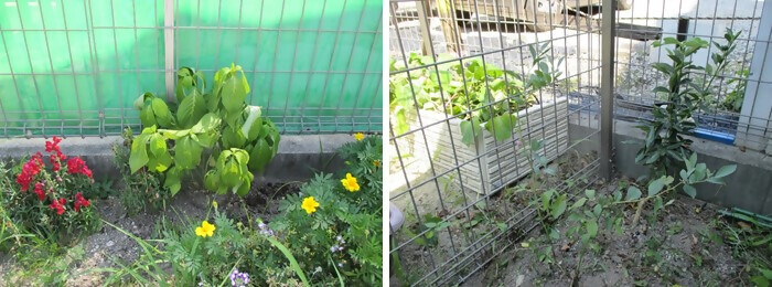 写真：植樹の様子（あおば保育園）