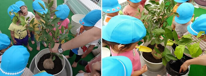 写真：植樹の様子（光和幼稚園）