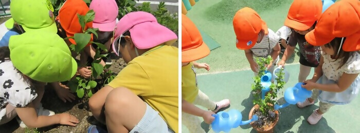 写真：植樹の様子（上小田井第二保育園）