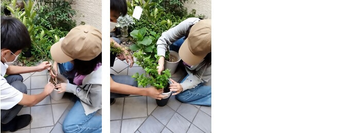 写真：植樹の様子（米伍代目善太郎Zentaro・有限会社小川屋米穀店）